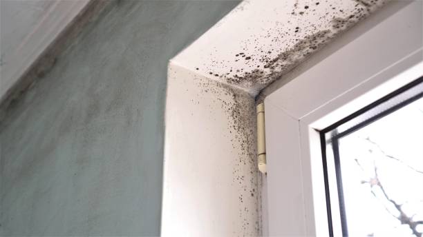 Best Same-Day Mold Removal  in Carlisle, KY
