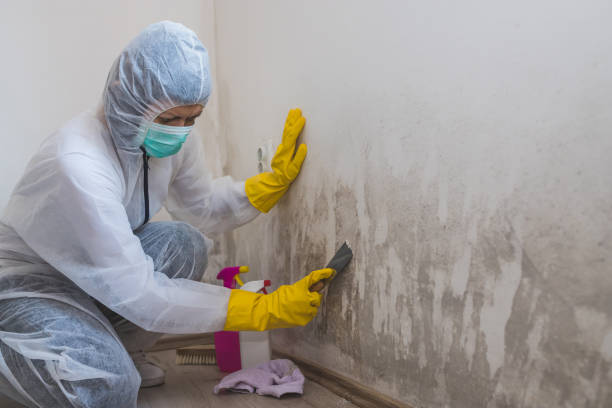 Best Attic Mold Removal  in Carlisle, KY