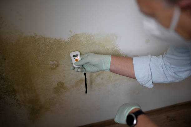 Best Mold Damage Repair  in Carlisle, KY