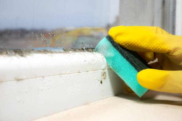 Best Toxic Mold Removal  in Carlisle, KY